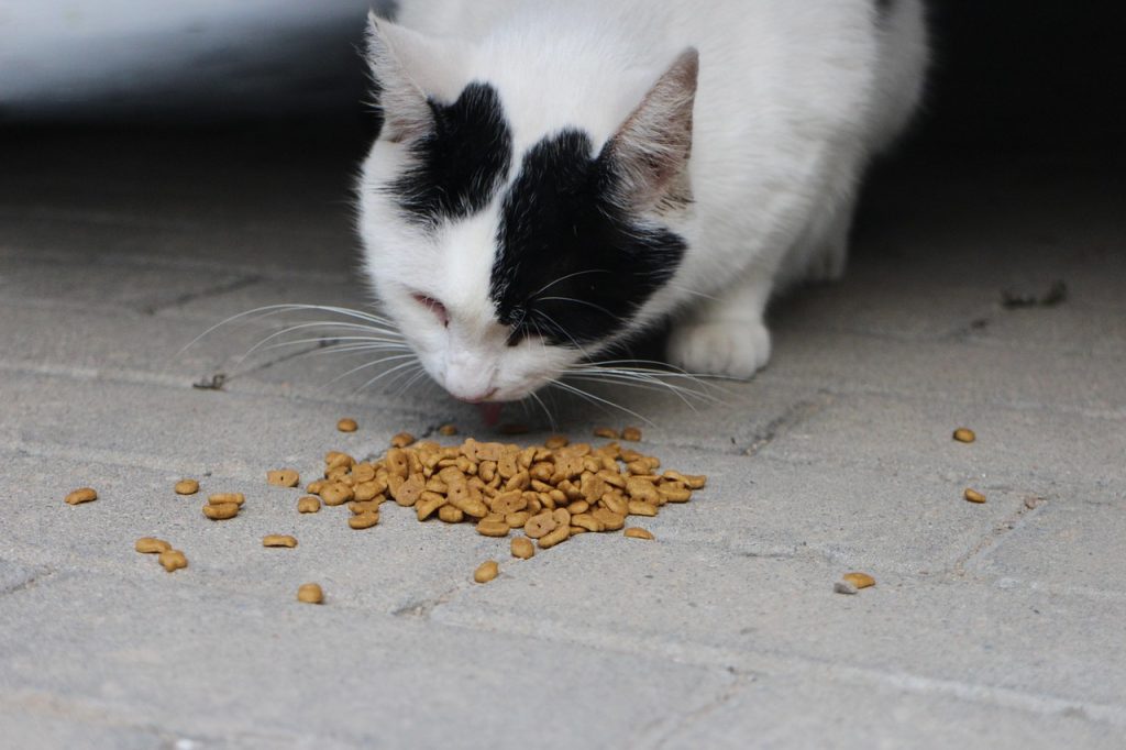 cat, eating, cat food, pet, animal, domestic cat, nature, feline, hungry, kibble
