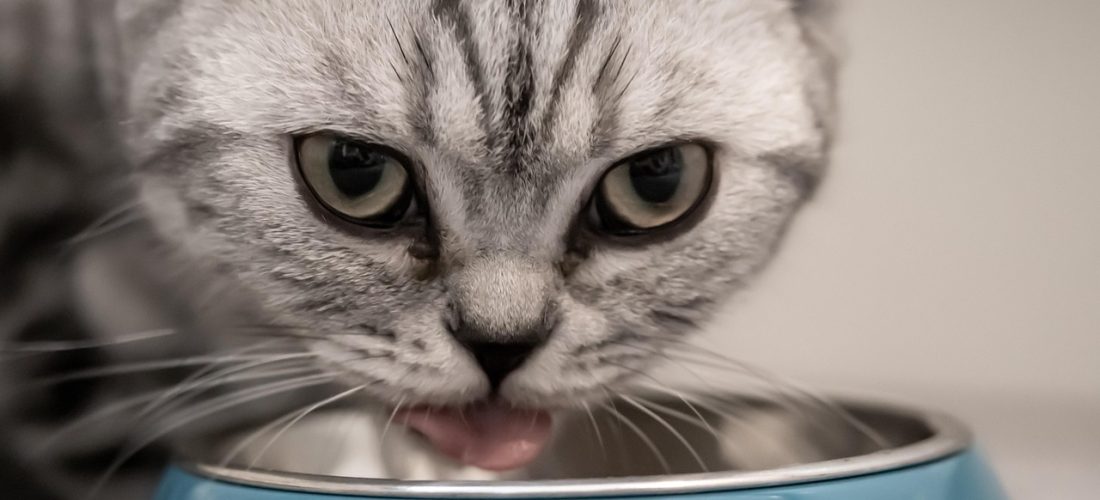 cat, feed, british shorthair, breed cat, pet, animal, face, head, bowl, food bowl, wolf down, gray, striped, eyes, domestic cat, view