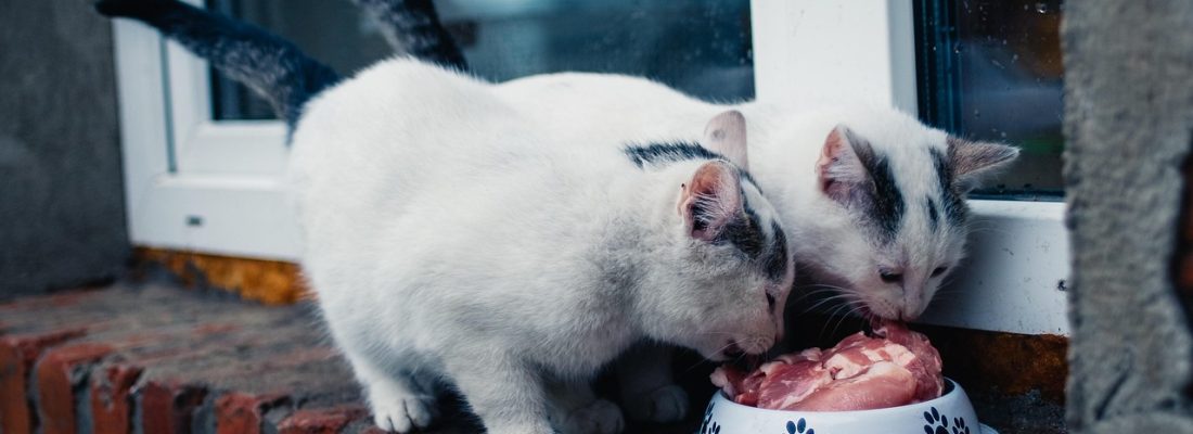 cats, eating, nature, animals, pets, feline, food, fur, kitty, domestic, domestic cat, cat portrait, animal world