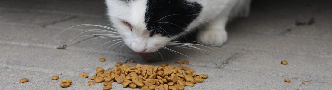 cat, eating, cat food, pet, animal, domestic cat, nature, feline, hungry, kibble