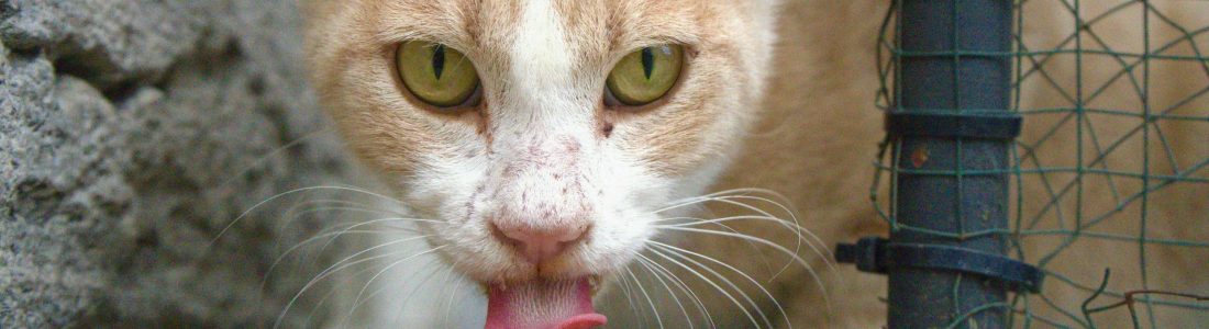 Close-up of a street cat in Istanbul licking food on the ground with green eyes.